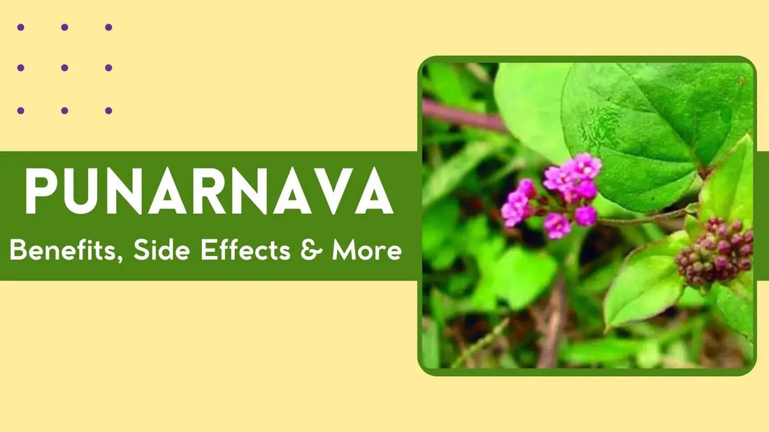 Punarnava Benefits for health