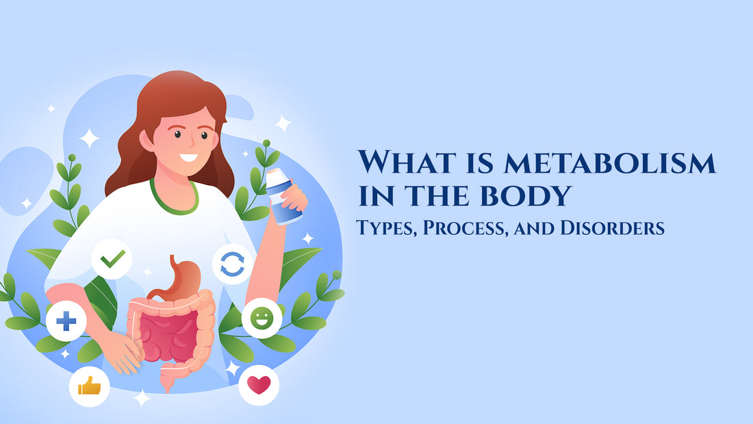 What is metabolism in the body Types, Process, and Disorders