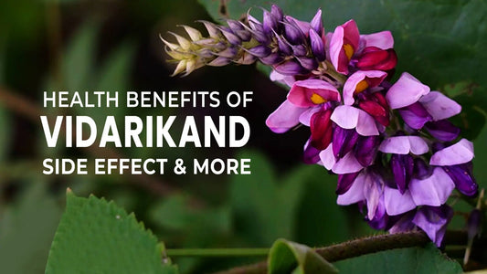 Health Benefits of Vidarikand Side Effect and More
