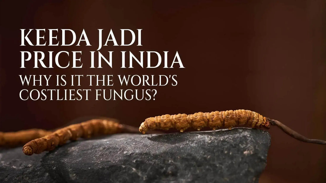 Keeda Jadi Price in India Why is it the World's Costliest Fungus