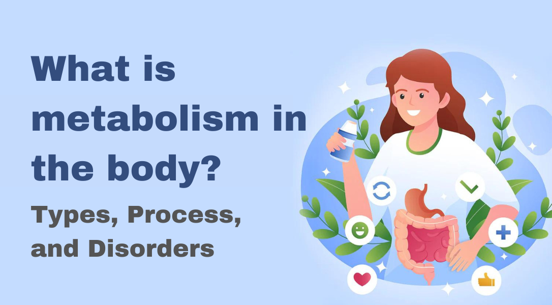 What is metabolism in the body Types, Process, and Disorders