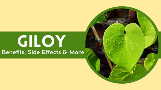 giloy