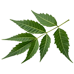 Neem