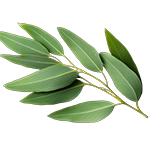 निलगिरी तेल