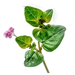 புனர்நவா