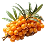 Sea Buckthorn
