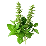 Tulsi